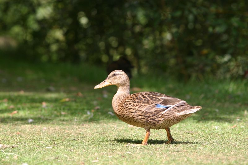 300D 0068 Female duck